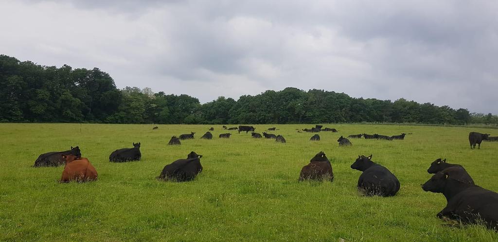Bio-Angus Rinder auf der Weide