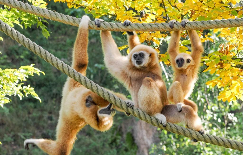 Familie Weißhandgibbon