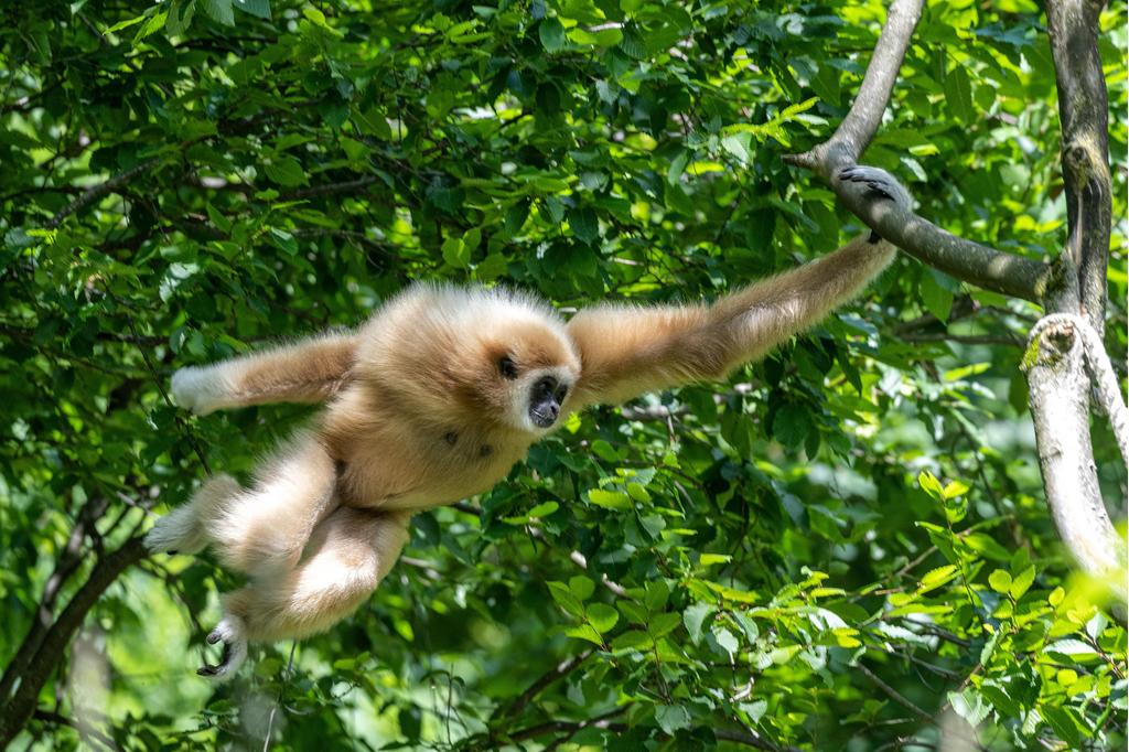 Weißhandgibbon Maya in Action