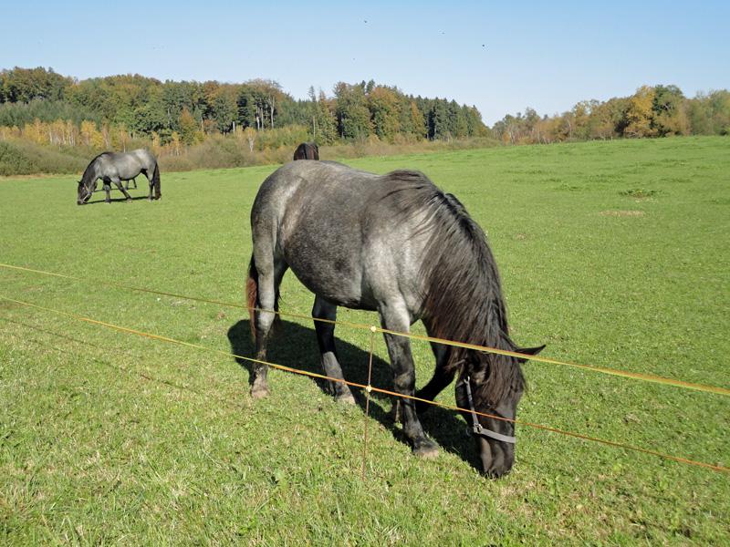 Pferd