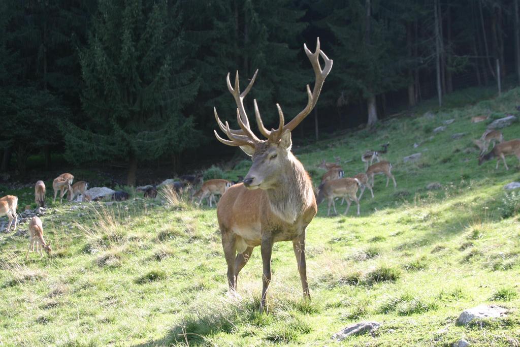 Hirsch
