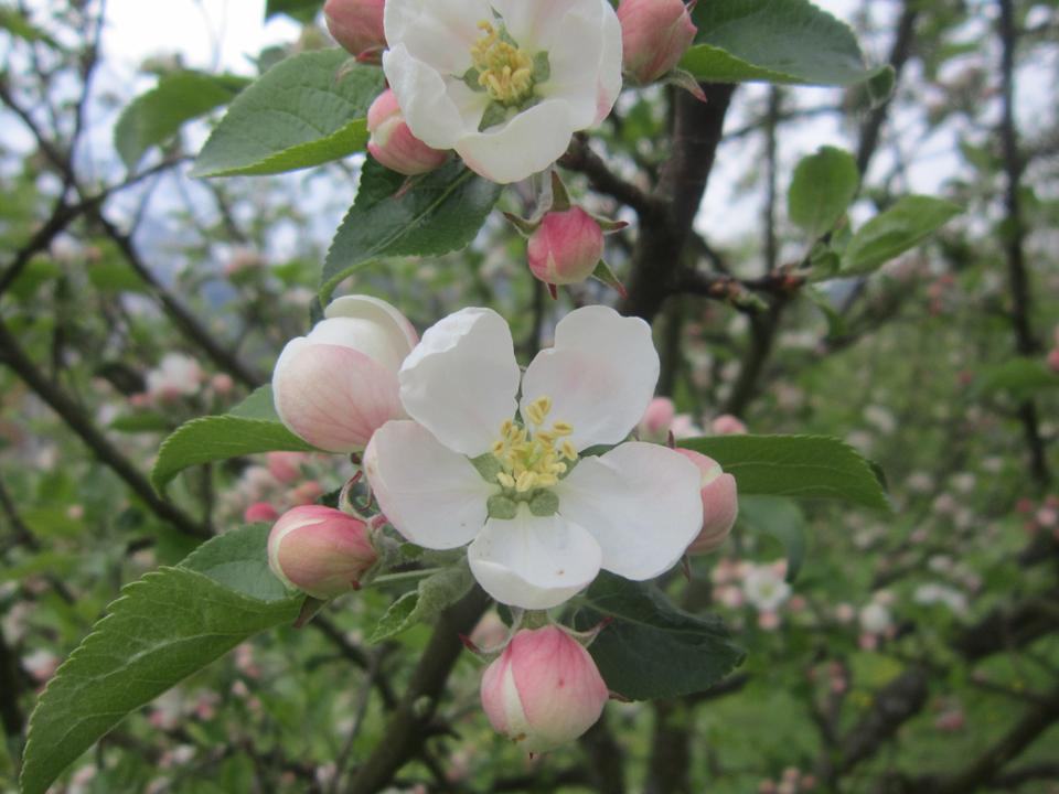 Apfelblüte in Bad Goisern am Hallstättersee