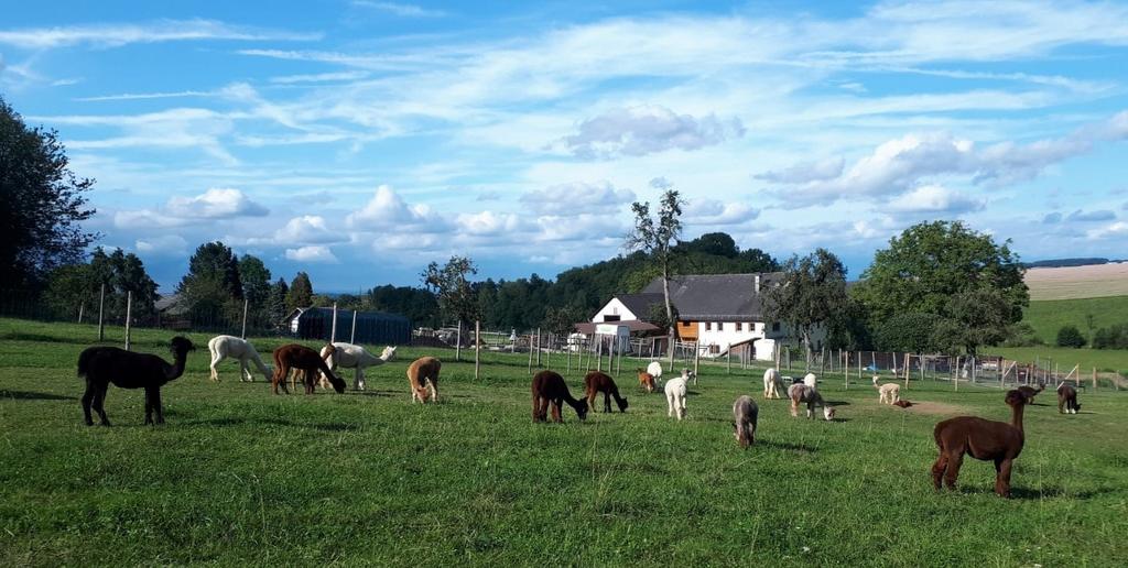 Stablhof Alpakaherde