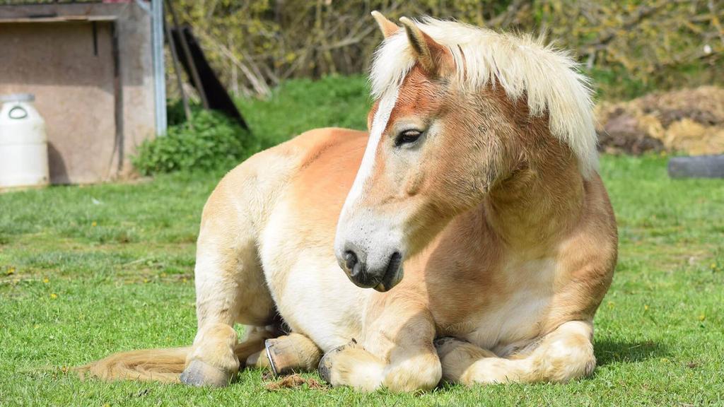 Haflinger