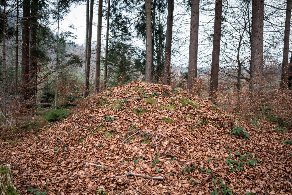 Hügelgrab am Michaeler Teich
