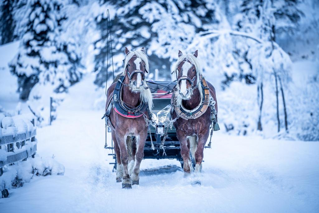 Pferdeschlitten