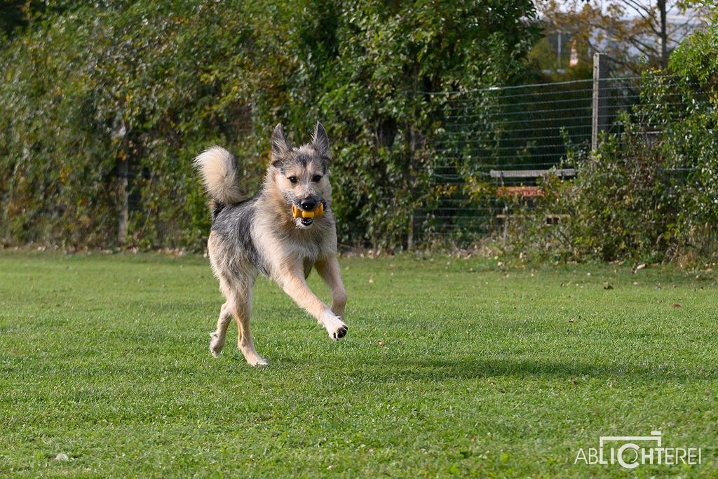 Hundetraining am See