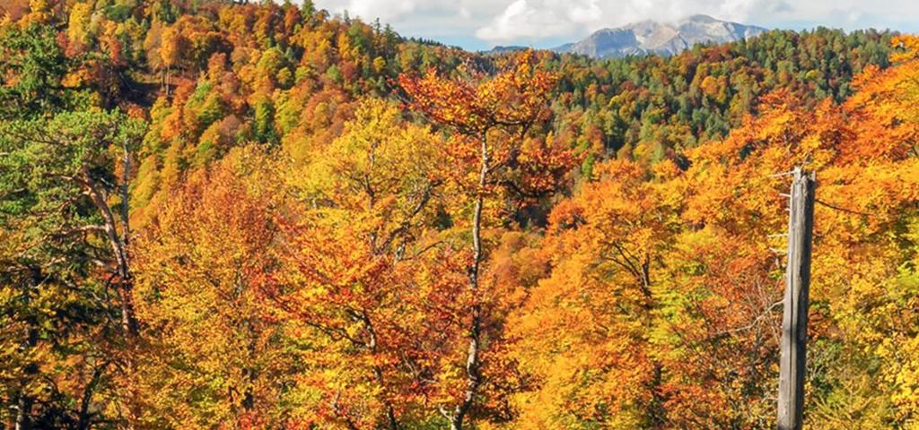 Waldwildnis im Nationalpark Kalkalpen