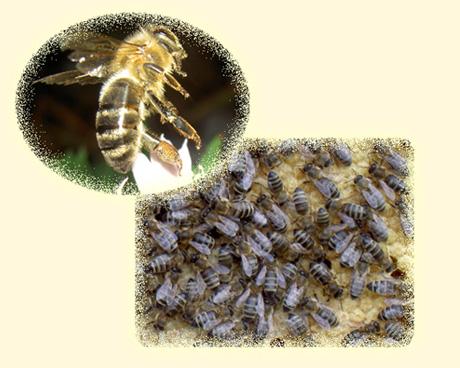 Bienen