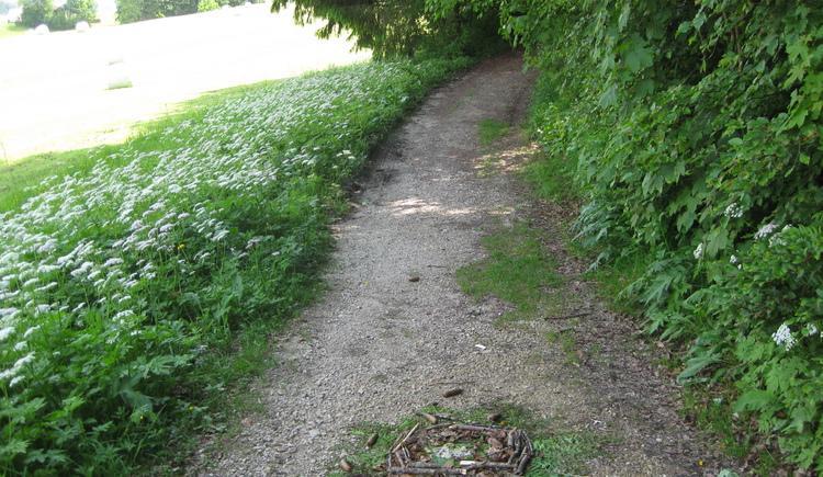Breite Forstwege wechseln mit schmalen Pfaden ab