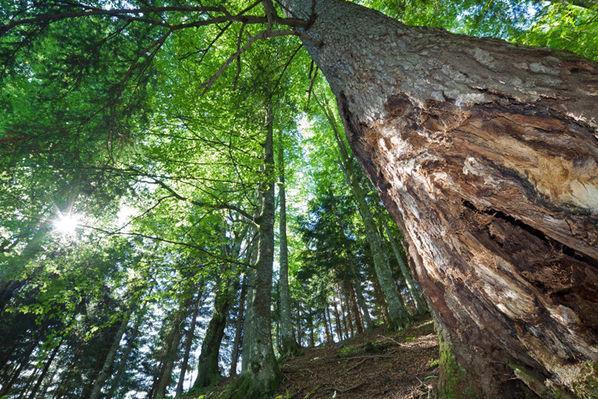Lammertaler Urwald höchste Bäume Österreichs