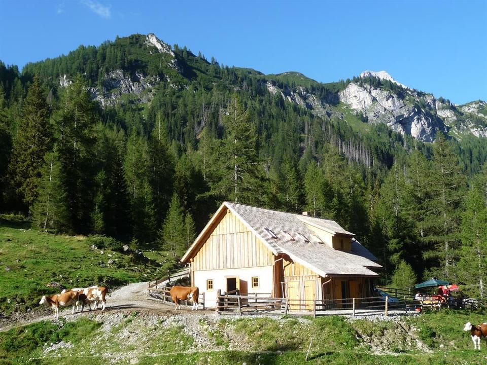 Hoislalm Familie Schlick Zederhaus Kühe