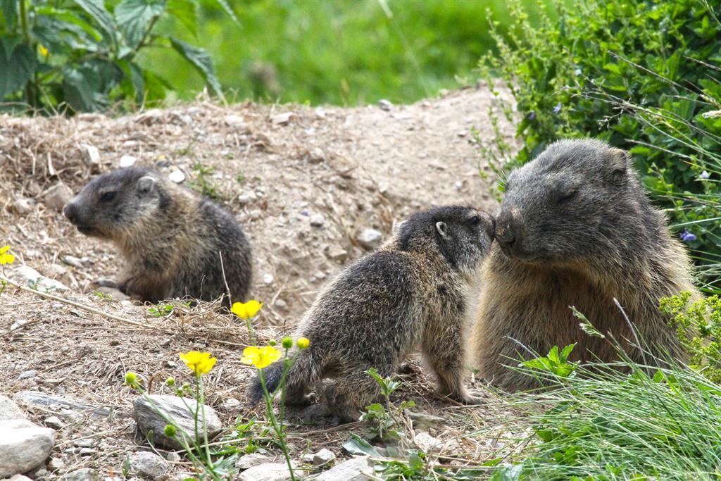 Fraufred mit ihren Jungen im Murmeltiergehege