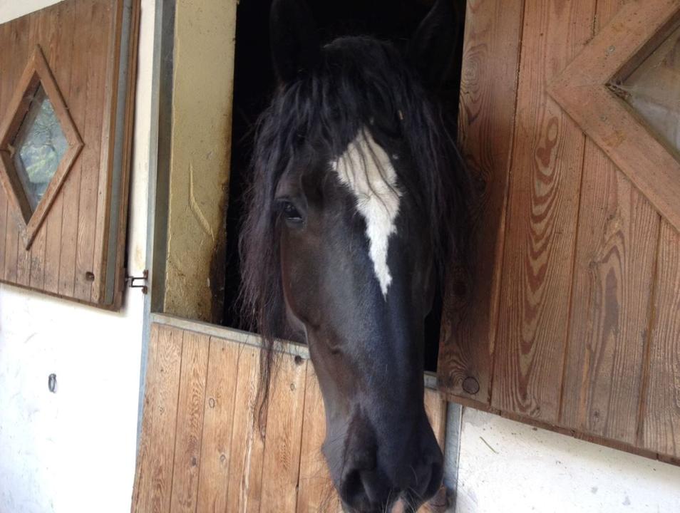 Noriker