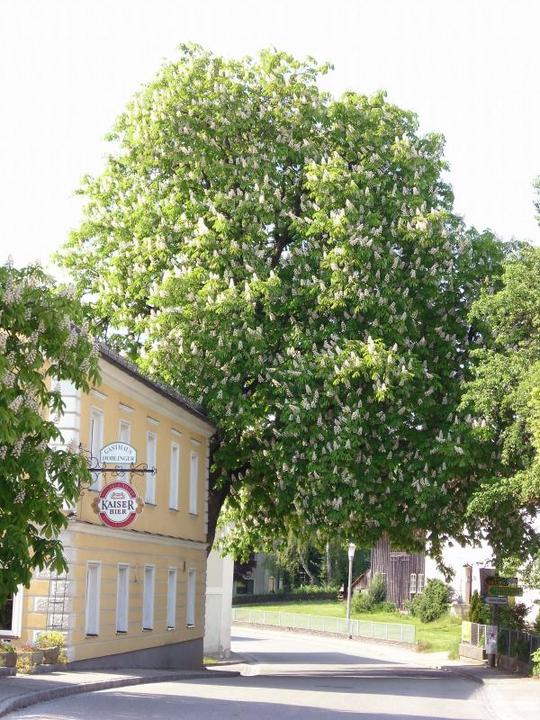 Gasthaus Doblinger