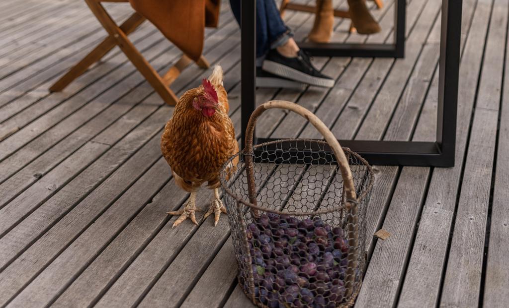 Huhn - Symbolbild