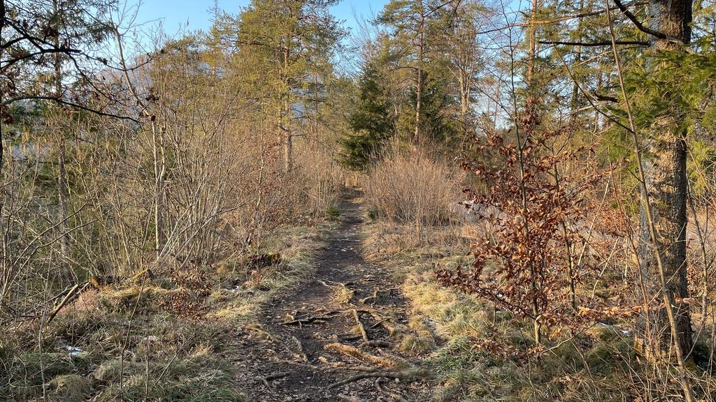 Rinnende Mauer Trail - Molln (kurz)