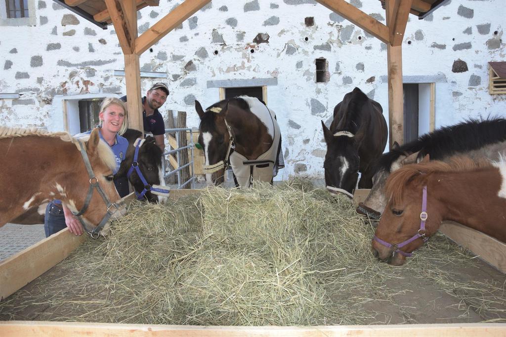 unsere Pferde im Stall