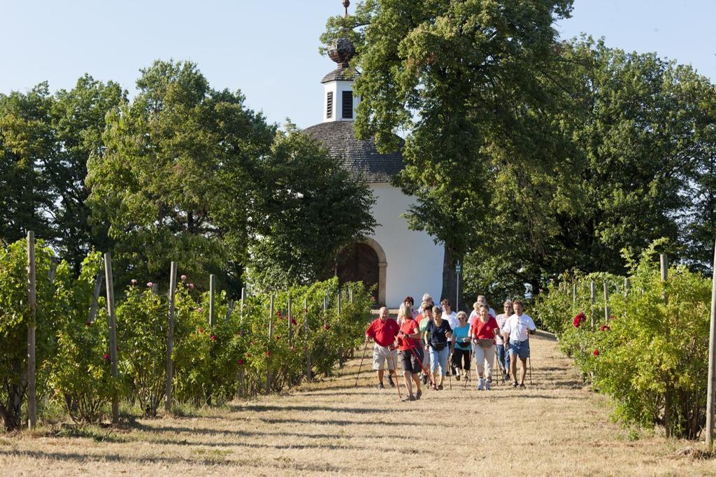 Nordic Walking zwischen den Weingärten