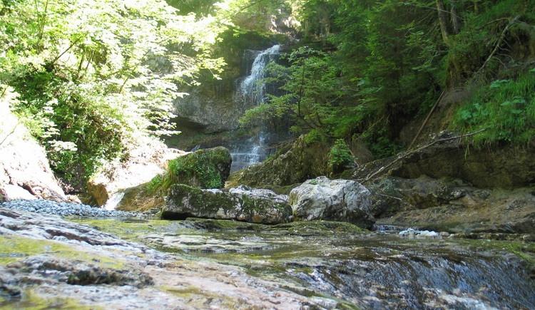 Wald Wasser Zauber Weg