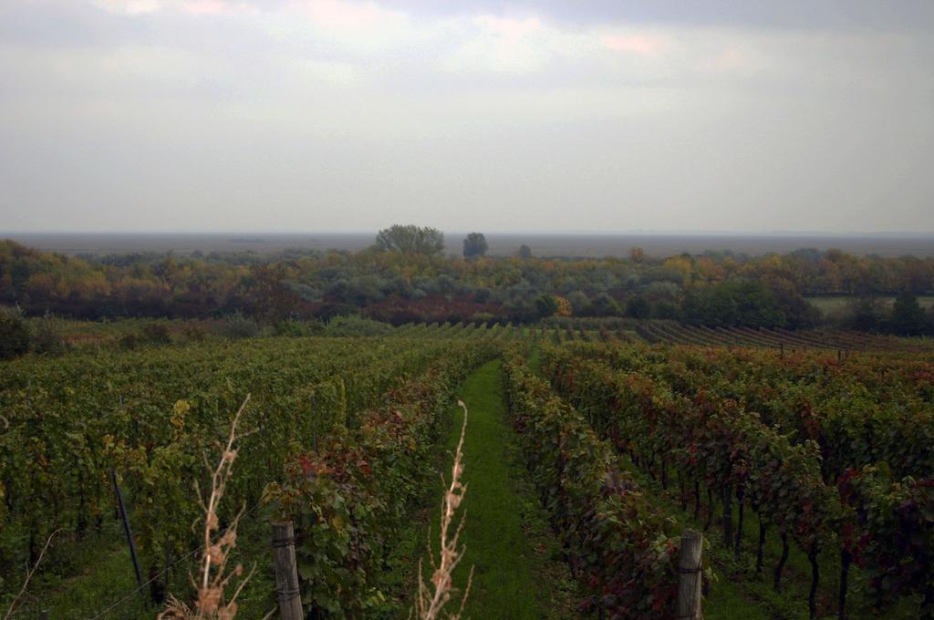 Ausblick über die Weingärten in der Nähe von Balf