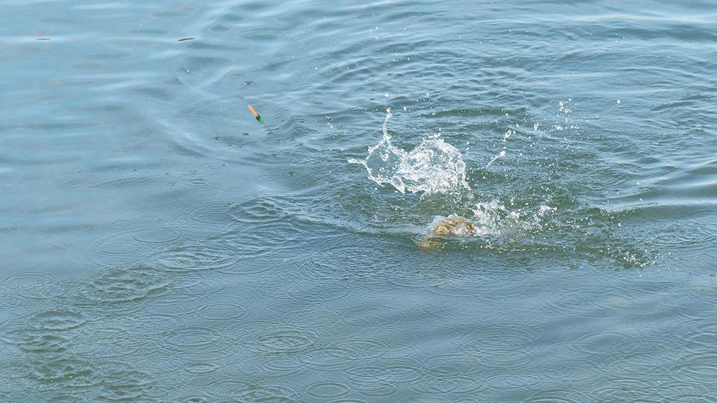 Fischen