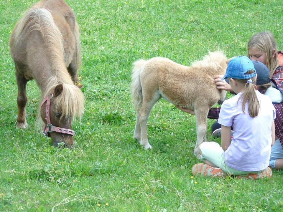 Pony
