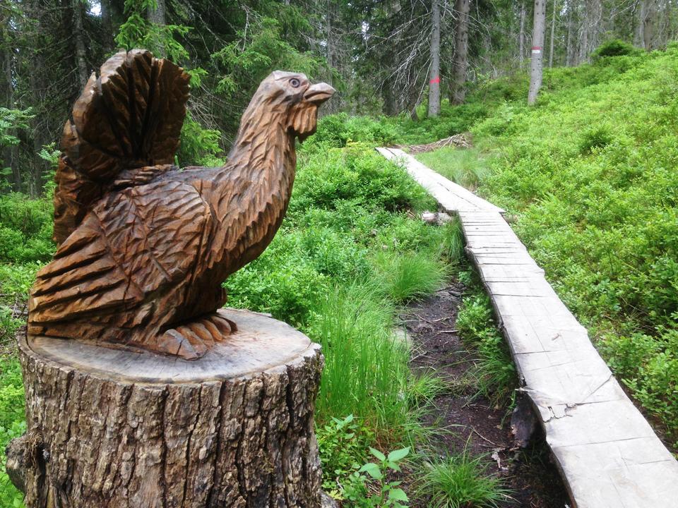 Auerhahn Schnitzerweg