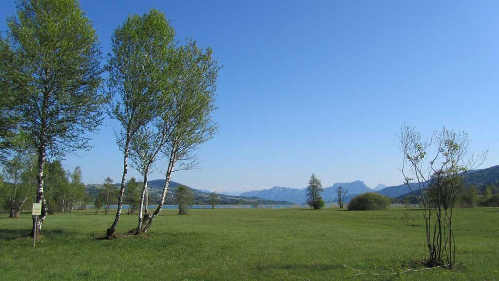 Libellenweg Irrsee