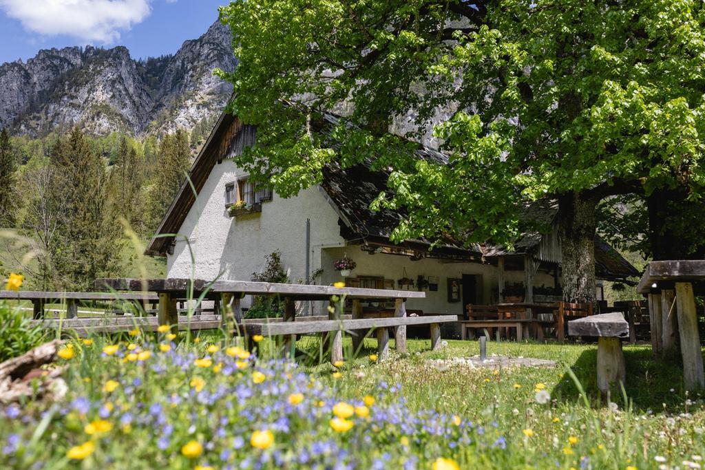 Lausserbaueralm Frühling