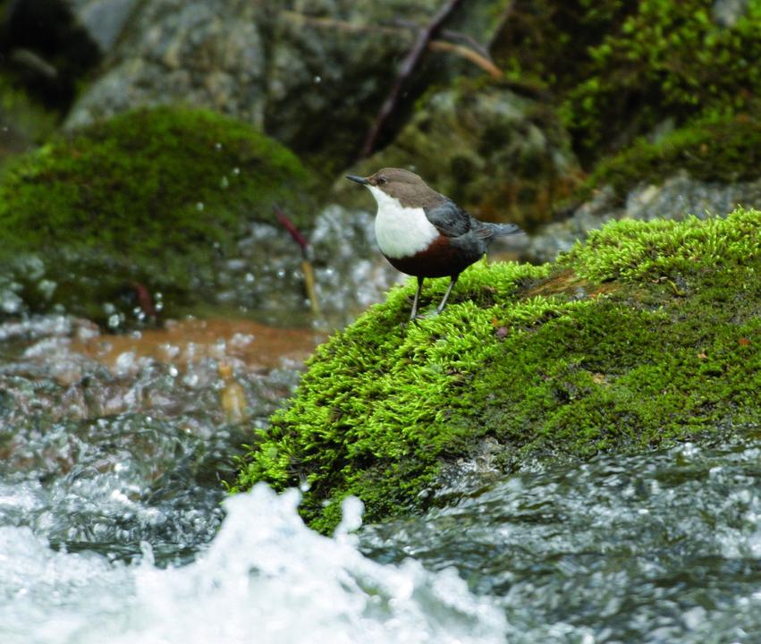 Ein tierische Zuschauer am Wegesrand: Die Wasseramsel