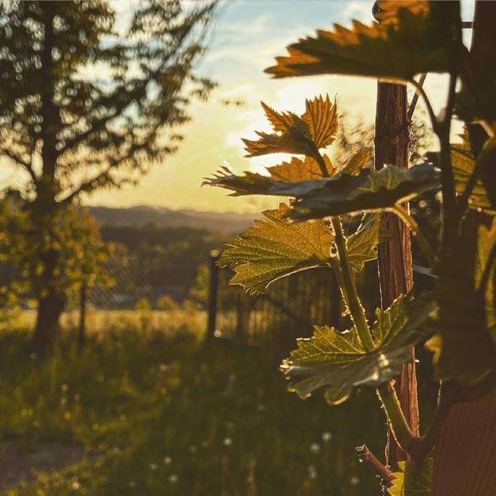 sonnenuntergang