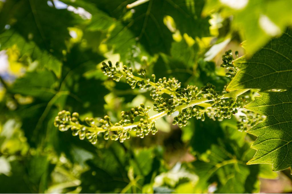 Weinblütenfest