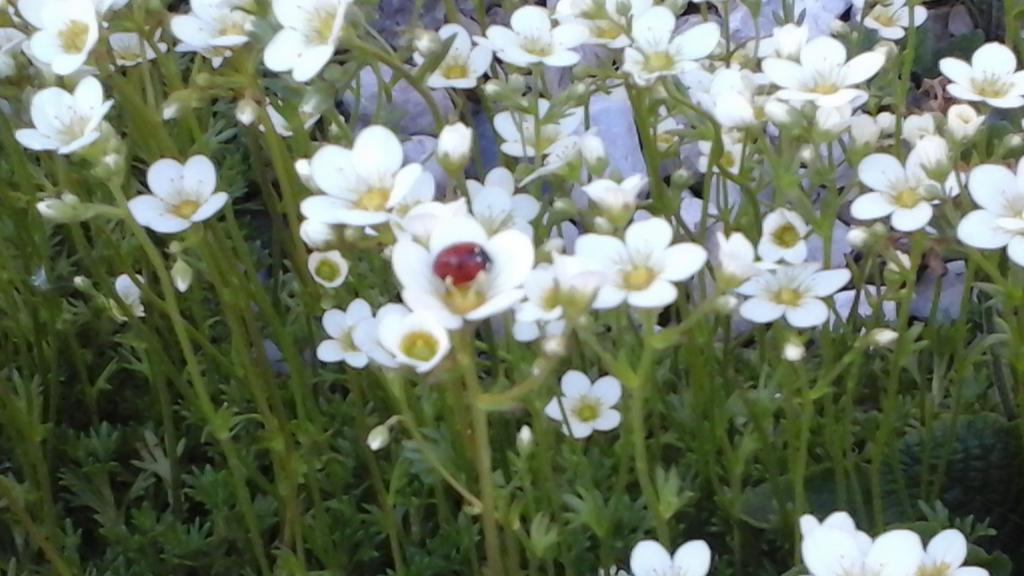 Blumen