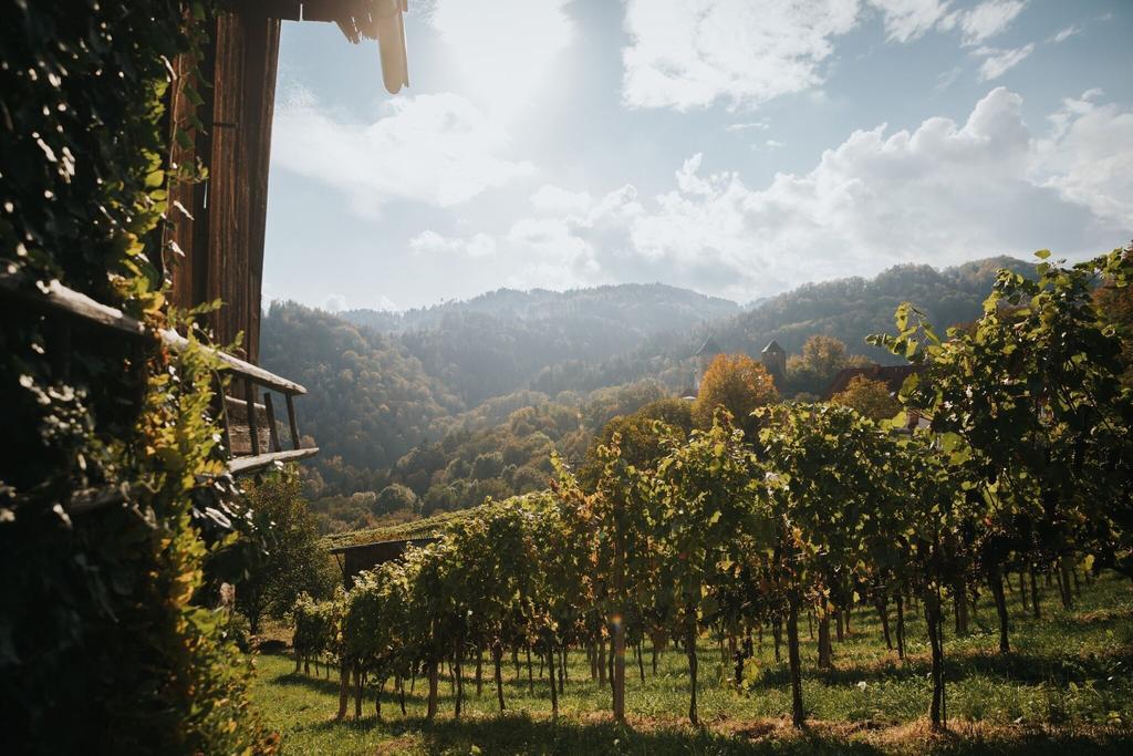 Herbststimmung im Weingarten