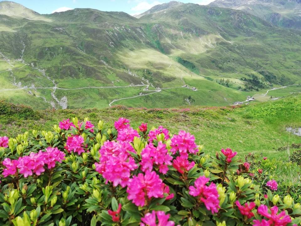 Almwanderweg_Hobalm.jpg
