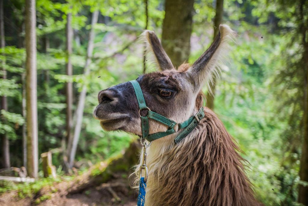 Lamas_1
