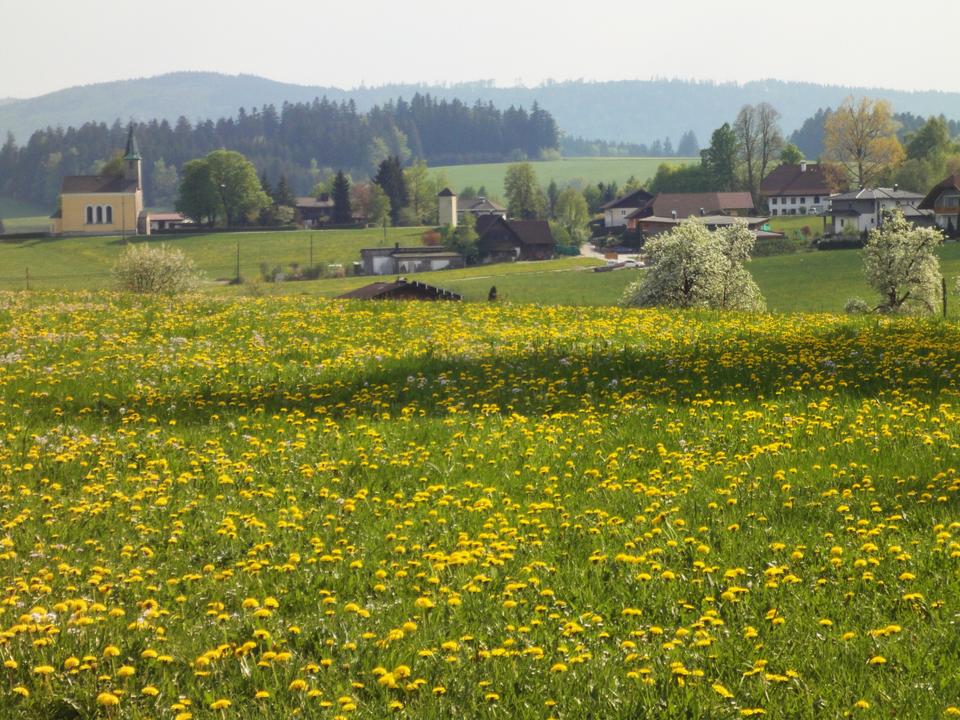 FotosBaumgartinger (16)