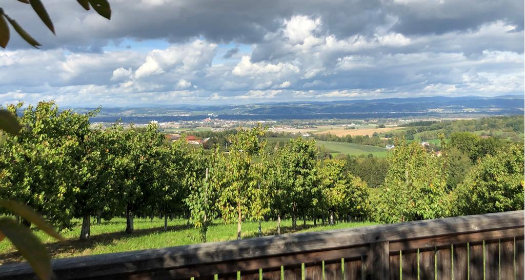Aussichtsplattform am Kirschblütenweg