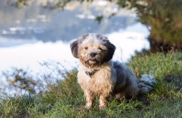 Schnauzen Stüberl