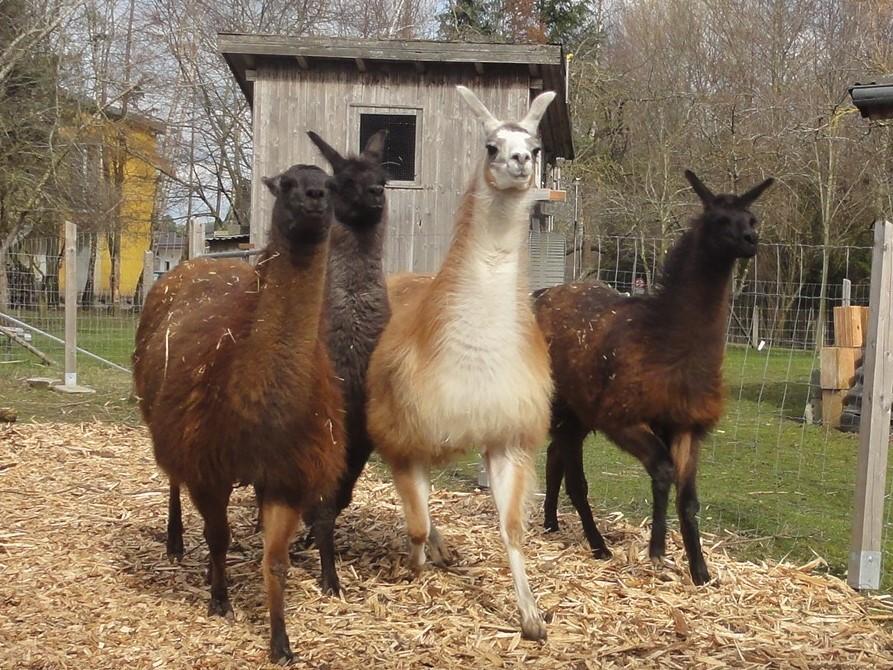 Lama-Garten Waldzell