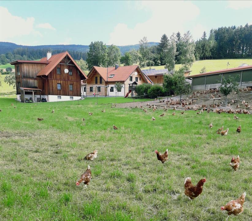 Hühner am Bauernhof