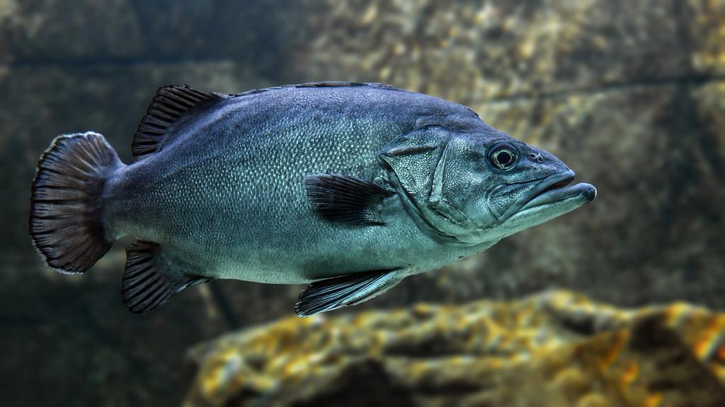 fish-3322230_1920