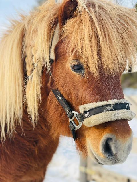 Reiten 2