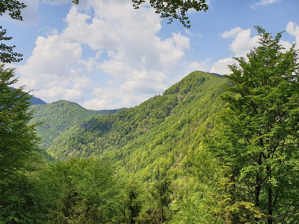 Im Tal des Holzes, Ausblick von Aussichtsplattform über´s Waldmeer © MiE