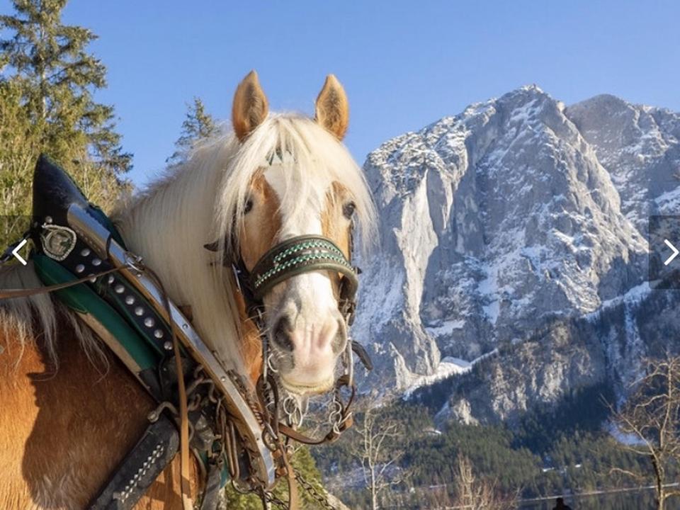 Thomas Raich, Altaussee, Pferd