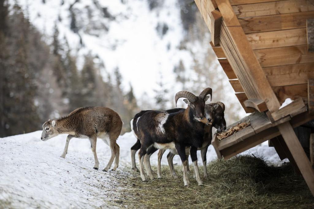 ©-TVB-Tiroler-Oberland-Daniel-Zangerl-Winterwandern-Kobl-2019 (51).jpg
