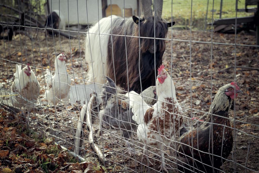 Heimstätterhof Langkampfen Hühner
