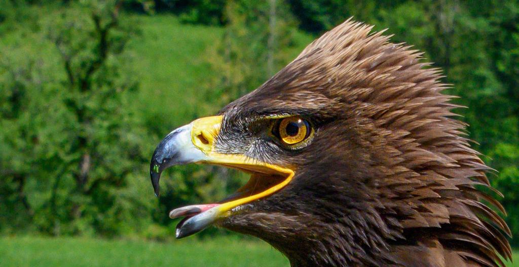 Greifvogelerlebnis