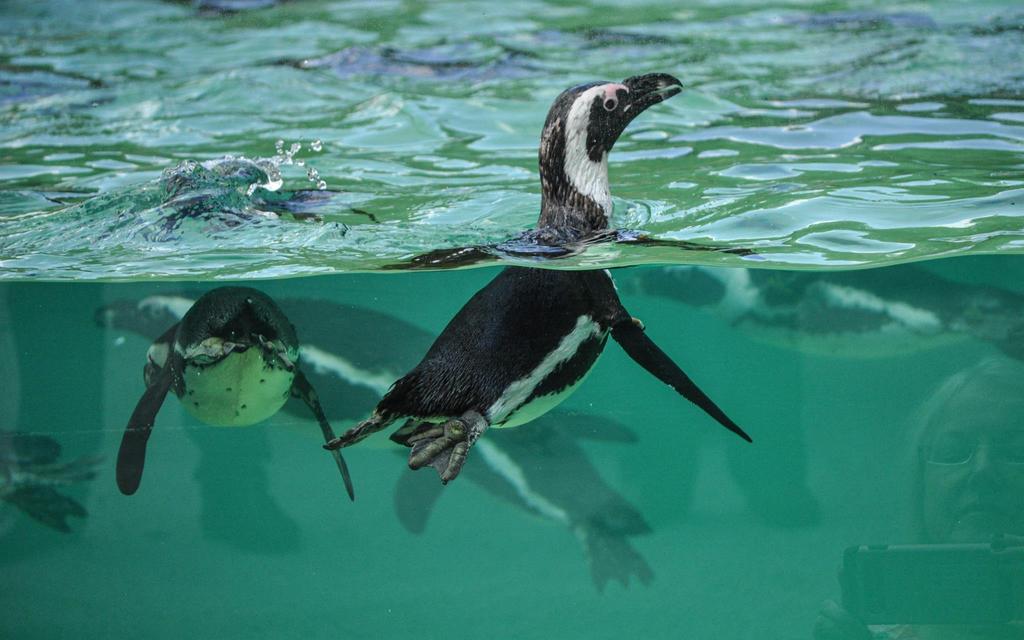 Pinguineröffnung_ZooSBG_Lisa_Sernow (86)